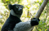 Indri, Perinet