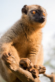 Common Brown Lemur, Lemuar island