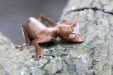 Leaf-tailed gecko