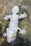 Leaf tailed gecko (Uroplatus)