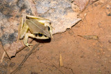 Aglyptodactylus madagascariensis