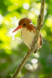 Madagaskar Pygmy Kingfisher, Mantadia Nationalpark