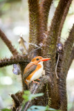 Madagaskar Pygmy Kingfisher, Mantadia Nationalpark