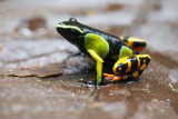 Mantella, Ranomafana