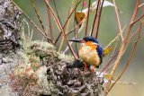 Madagascar Kingfisher (Alcedo vintsioides), Perinet