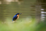 Madagascar Kingfisher (Alcedo vintsioides), Perinet