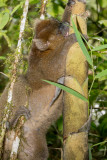 Bamboo lemur, Ranomafana