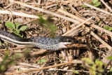 Frog in the snake, Anja Park
