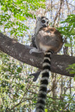 Ring-tailed lemur