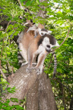 Ring tailed lemur, Anja-Park