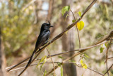 Crested drongo