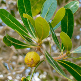 Fruit of a Tapia-tree, Isalo
