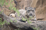 Snow Leopard, Schneeleopard