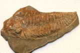 Trilobite