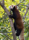 Cincinnati Zoo Oct 2012_165.JPG