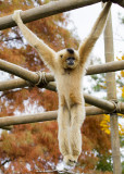 Cincinnati Zoo Oct 2012_193.JPG