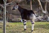 Cincinnati Zoo Oct 2012_75.JPG