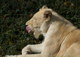 Cincinnati Zoo Oct 2012_86.JPG