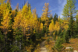 BC Mt Assiniboine PP 3 Trail thru Larch Forest.jpg