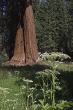 CA Sequoia NP 06 Round Meadows.jpg