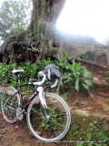 Big Tree of Puncak