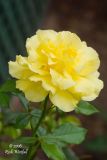 Another yellow rose
