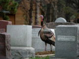 Wild Turkey In The  Graveyard