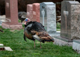 Wild Turkey In The  Graveyard