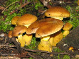 Armillaria ostoyae - Honey Mushroom 1.jpg
