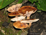 Armillaria ostoyae - Honey Mushroom 3.jpg