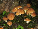 Pholiota sp. possibly squarrosa  4.jpg