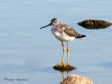 Greater Yellowlegs 5.jpg