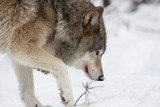 Grey Wolf139.jpg