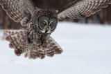Great Gray Owl8.jpg