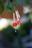 South Coast Botanic Garden