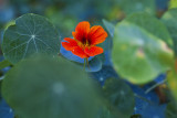 South Coast Botanic Garden
