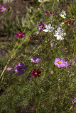 South Coast Botanic Garden