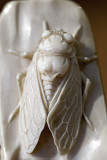 Netsuke, The Japanese Miniature Sculptures