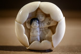 Netsuke, The Japanese Miniature Sculptures
