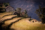 Millet Harvest