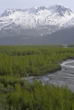 Exit Glacier area