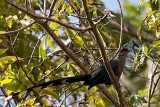 Green-billed Malkoha