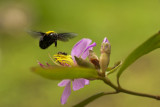 Japanese carpenter bee