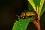 Scarab Beetle