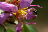 Blue Banded Bee