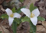 Ozark Wake Robin--Trillium pusillum var. ozarkanum