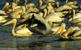 4590 White Pelicans at LSU