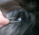 Cat bite wound on cat at 32 days after start of treatment