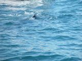 THE FIRST FIN BREAKS THE WATER-SARA SAW IT