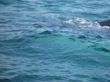 THE WHITE PATCH IS THE WHALES MASSIVE CHIN
